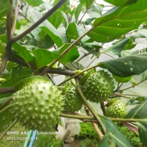 Bibit Tanaman Herbal Kecubung Ungu Original