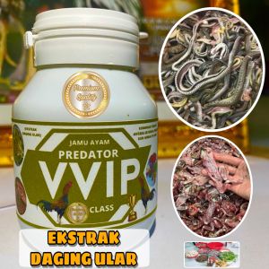 JAMU AYAM PREDATOR VVIP CLASS BIASA DIPAKAI KELAS UNDANGAN