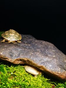 Natural Stone Landscape Reptile Box Ecological Habitat for Lizards Snakes Turtles Scorpions Worms And Fish Pet Supplies