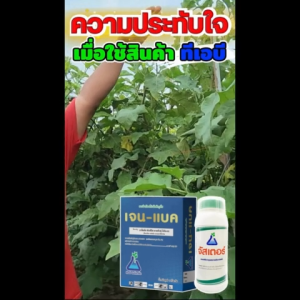 เจน-แบค บาซิลลัส ซับทิลิส สายพันธุ์ บีเอ็ม-01 (เจนแบค) บีเอส bs ชีวภัณฑ์กำจัดโรคพืช ใบติด โรคเหี่ยว ตายพราย ปลอดภัยต่อผู้ใช้ 100 กรัม คุณพลังกาย ชุด JANEBAC Bacillus subtilis BM-01