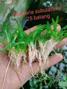 tanaman air aquascape sagitaria subulata isi 25 batang