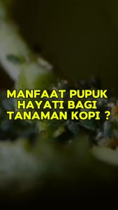 BIO-TRENT Kopi Pupuk Hayati Cair Penyubur Tanaman Kopi 1 Liter