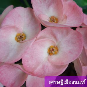 เศรษฐีเมืองนนท์ โป๊ยเซียยสีชมพูอ่อน ส่งพร้อมกระถาง 8 นิ้ว ต้นแข็งแรง สีดอกจะเปลี่ยนจากชมพูเข้ม ไปชมพูอ่อนตามอายุของดอก