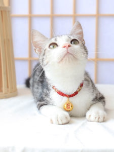 Japanese Style Cat Bell Lucky Charm Pet Accessories Bow Tie Zodiac Pet Cat Collar Universal Size for Cats And Small Dogs