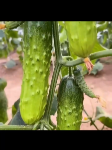 ผลไม้รวมฤดูกาล ที่ดีของระเบียงกระถางต้นไม้ใบไม้ผลิใบไม้ผลิใบไม้ผลิใบไม้ผลิใบผักผลไม้แห้ง และแตงกวา e - l