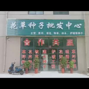 （爆款种子）含羞草种子知羞草害羞草种籽四季花卉花草阳台庭院盆栽花草籽种子