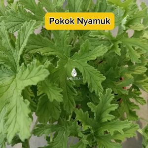 (Herbs) Pokok Halau Nyamuk Mosquito Repellent Plant Pokok Nyamuk Live Plant SHS Kebun