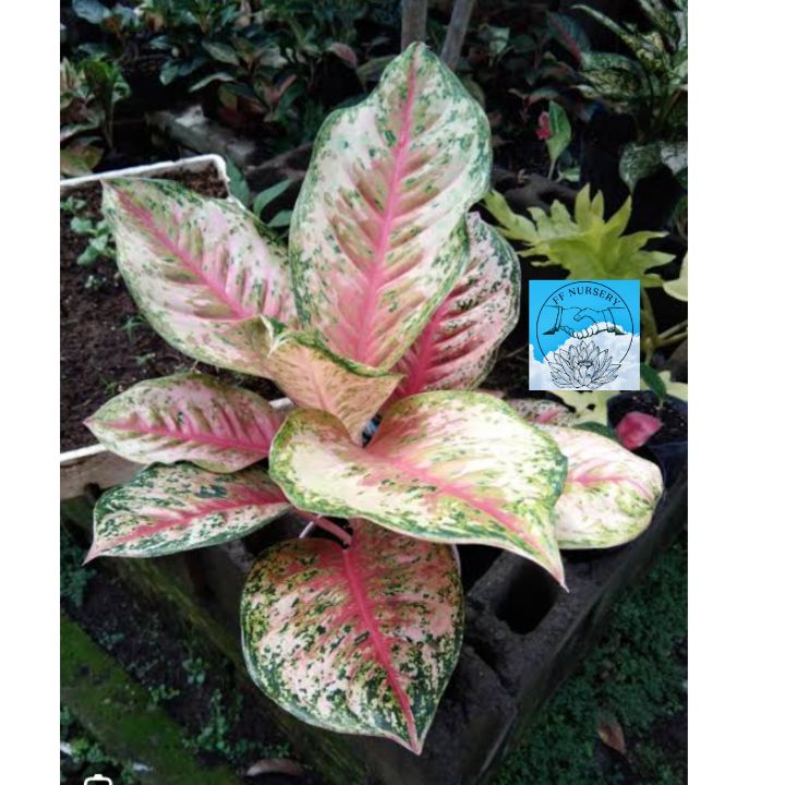 Aglaonema 40 karat