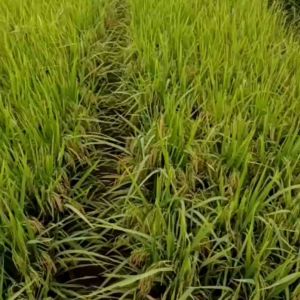 Benih Padi UNGGUL TRISAKTI BERKUALITAS Kemasan 1Kg