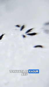 Olrait Home Care Spray Anti Tungau dan Kutu Cairan Pembasmi Kutu Sofa Kasur Secara Efektif Aman 100%