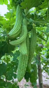 Ampalaya Seeds Vegetable Seeds