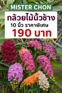 กล้วยไม้นิ้วช้าง ขนาดแบบสะใจ ใหญ่เกินขอบอก โปรโมชั่น 10 นิ้ว 190