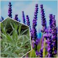 tanaman Lavender english lavandula asli daun harum. 