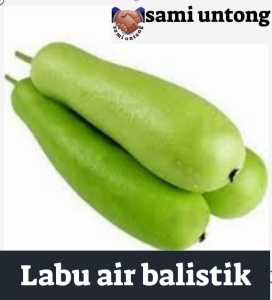 BENIH LABU AIR BALISTIK SUPER UNGGUL MUDAH TUMBUH benih pilihan terbaik