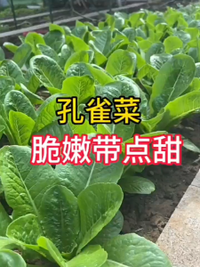 2800 เมล็ดเมล็ดพันธุ์ กรีนคอส Green Cos เมล็ดผักกาดหอม เมล็ดผักสวนครัว เมล็ดผักสลัด ปลูกง่าย โตไว