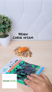 Bibit Cabai Hitam / Benih Cabe Hitam Keriting / Benih Sayuran Unggul / Bibit Sayur Isi 100 Benih