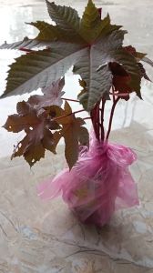 combo 5 cây thầu dầu tía giống