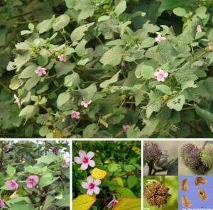 Thảo dược  ké hoa đào  cho người  Bướu cổ tuyến giap