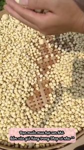 Hạt Sen Khô Thượng Hạng - Đồng Tháp Loại 1 Siêu Ngon Giàu Dinh Dưỡng. Túi 300G.500G||HAMIFOODS