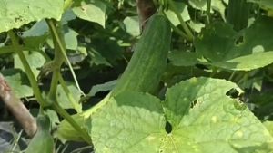 MIRA F1 Timun Hibrida - 25gr benih bibit biji sayur sayuran timun mentimun PERTIWI