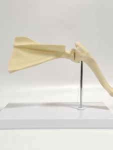 โมเดลกระดูกไหล่สุนัข กระดูกไหล่ กระดูกแขน ซิลิโคน สำหรับการศึกษาในโรงพยาบาลสัตว์ วิทยาลัยสัตวแพทย์ วัสดุพลาสติก