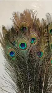 [Fortune Destiny] Natural Peacock Feathers 90-100cm 天然孔雀羽毛 (10pcs)