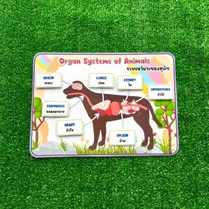 ระบบอวัยวะของสัตว์ สื่อการสอนวิทยาศาสตร์ สื่อการสอนทำมือ