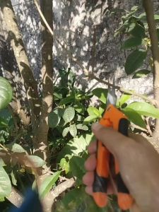 กรรไกรตัดกิ่งไม้ กรรไกรตัดแต่งกิ่ง อูปกรณ์ทำสวน รูปแบบสำหรับตัดแต่งกิ่งไม้