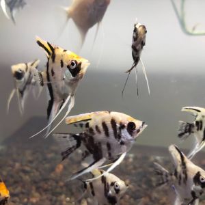 LIVE FISH /  Angle fish(Mix colour) 神仙鱼 4-5cm very aktive