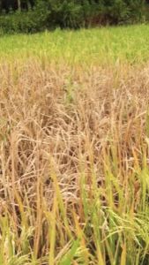 Ares 100SL Insektisida Sistemik Dan Racun Hama 100 ml/Insektisida Ares 100SL Kemasan 100 ml/Obat Hama Wereng Ares 100SL Kemasan 100 ml/Ares 100SL Kemasan 100 ml/Obat Pertanian Ares 100SL Kemasan 100 ml