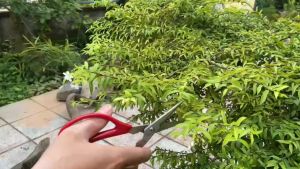 Kéo cắt cành tỉa lá cắt chỉ cắt hoa Nhật chính hãng (Made In Janpan)