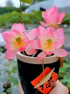 Lotus seeds莲花种子 water lilies bowl lotus 水培土培植物 睡莲碗莲lotus seeds bloom all year round hydroponic plants are easy to grow﻿ 荷花籽四季开花水培植物易种