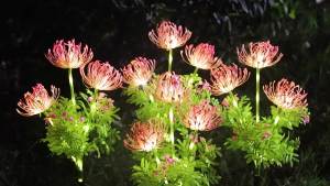 SXH LED Solar Energy Spider Lily Lamp   Artificial Flowers Outdoor Decoration Garden Landscape Ground Stake Lawn Light