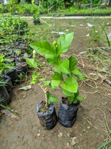 Paket 2 bibit bunga melati harum