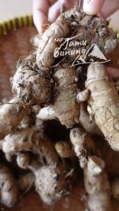 Temu Ireng Segar & Obat Cacing Organik dari Gunung Kidul