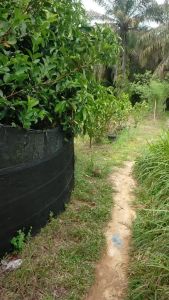 ORIGINAL HASSTON 1353-005 GUNTING DAHAN KEMBANG HD 7" PRUNING SHEAR HEAVY DUTY 190MM ALAT KEBUN STAINLESS GAGANG KARET ALAT GUNTING POTONG RANTING 19CM