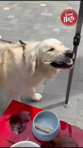 Good Noze Freeze-Dried Dog Food 350g