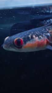 KING BOOSTER PAKAN IKAN CHANA MARU RED DAN YELLOW PROGRES BUNGA PROTEIN DAN KALSIUM SUPER TINGGI