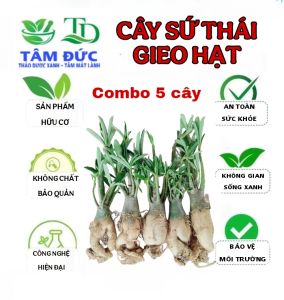 Combo 5 cây sứ thái giống gieo từ hạt