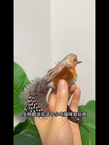 PC-602 นกของเล่นแมว ห้อยได้ ของเล่นเสมือนจริง น่ารัก ราคาน่ารัก พร้อมส่งเลยจ้า 🐾 ✨