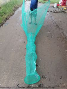 Dớn Đặt chuyên bắt cálươntrạch Siêu nhạy cá.