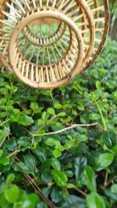 โคมไฟไม้ไผ่ระย้า งานหวายผสมไม้ไผ่ 13x15" โคมไฟติดผนัง ห้อย แขวนเพดาน โคมไฟโต๊ะอาหาร โมเดริ์น โรงแรม รีสอร์ท บาร์ ร้านอาหาร Cafe โมเดิร์น สไตล์มินิมอล