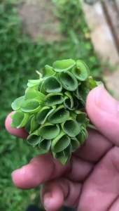 1pc salvinia cucullata live water plant for guppy and betta boleh membiak