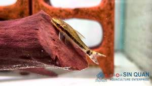 Otocinclus Catfish /Algae Eater/Small Tropical Fish 小精灵/食藻者/小型热带鱼/活体(Sin Quan Aquaculture Enterprise)