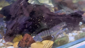 Udang Lobster Biru Ikan Hiasan