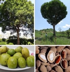 [500gr] HẠT KONIA/ HẠT CẦY ĐẶC SẢN NÚI RỪNG THƠM NGON BÉO NGẬY