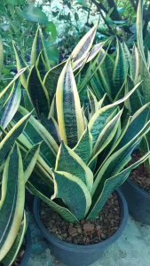 ต้นลิ้นมังกรทอง (Sansevieria Laurentii) ไม้ฟอกอากาศ ไม้ประดับ ฟอร์มกอ ส่งทั้งกระถาง 8 นิ้ว