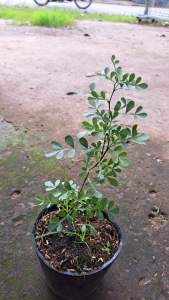 cây giống trái quách cây lớn có bầu đất cây cao 40cm