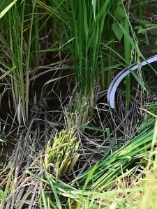 ขอชักจีนเหล็กแมงกานีสด้ามแป๊บยาว(ตราเพชร)ทำมาจากเหล็กแมงกานีสแท้100%ใบมีดคมพิเศษ 80CM