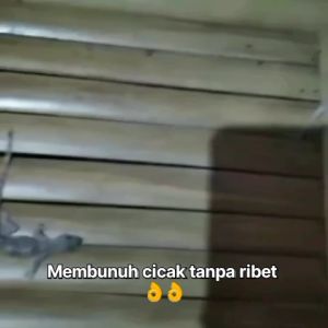semprotan obat pembasmi cucak paling ampuh gratis ongkir
